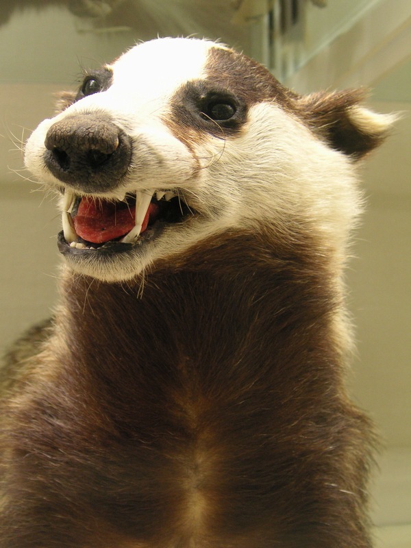 badger.jpg